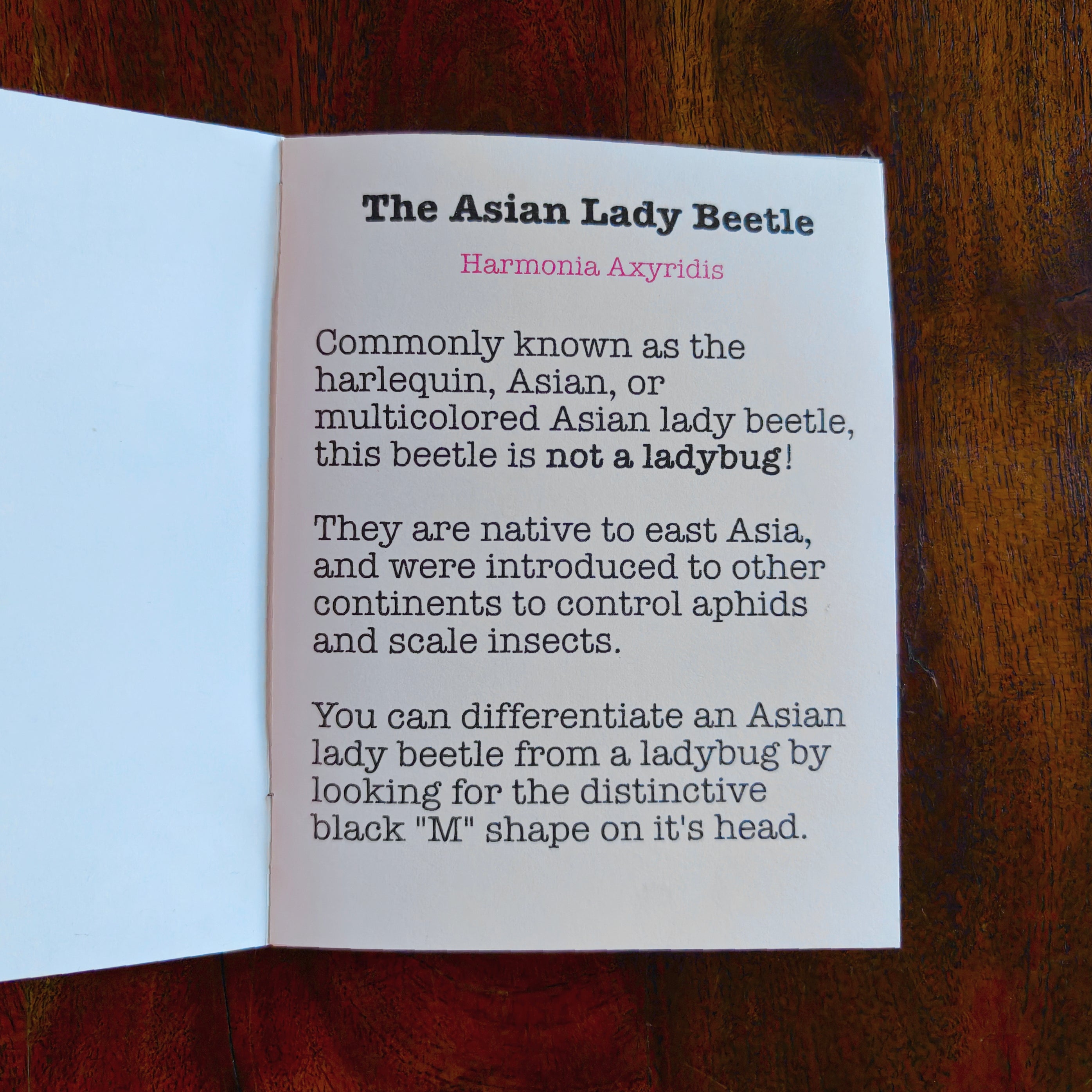 Asian Lady Beetle's 123s - A Counting Zine